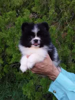 White with   Black, a male Pomeranian for sale in West Palm Beach, FL – 5 of 8