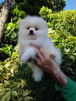 Show White Teddy Bear, a male Pomeranian for sale in West Palm Beach, FL – 5 of 10