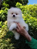 Show White Teddy Bear, a male Pomeranian for sale in West Palm Beach, FL – 4 of 10