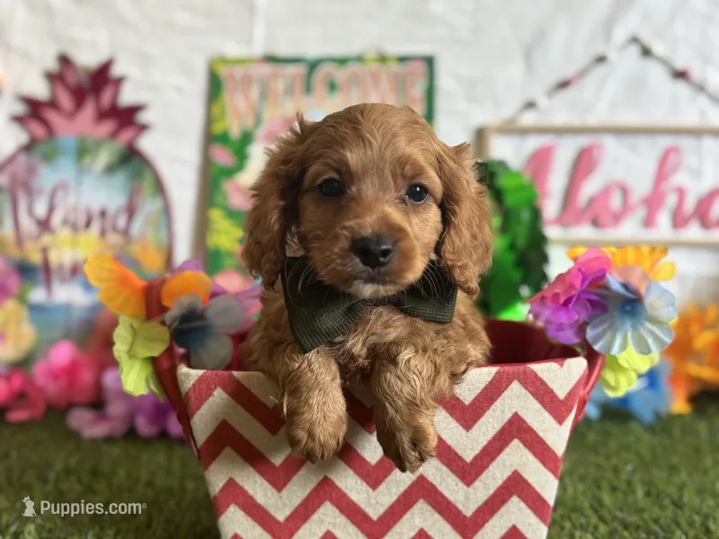 Ollie Registered F1b – Cavapoo, Poodle - Toy  puppy for sale in St. Louis, MO