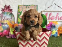 Ollie Registered F1b, a male Cavapoo and Poodle - Toy  for sale in St. Louis, MO – 1 of 9