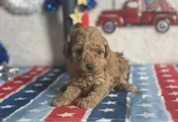 Lemonade ACHC Registered, a female Cavapoo for sale in St. Louis, MO – 6 of 10
