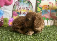 Ollie Registered F1b, a male Cavapoo and Poodle - Toy  for sale in St. Louis, MO – 9 of 9