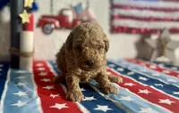 Lemonade ACHC Registered, a female Cavapoo for sale in St. Louis, MO – 8 of 10