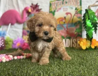 Milo Registered F1b, a male Cavapoo and Poodle - Toy  for sale in St. Louis, MO – 2 of 9