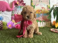 Lemonade Registered F1b, a female Cavapoo and Poodle - Toy  for sale in St. Louis, MO – 2 of 9