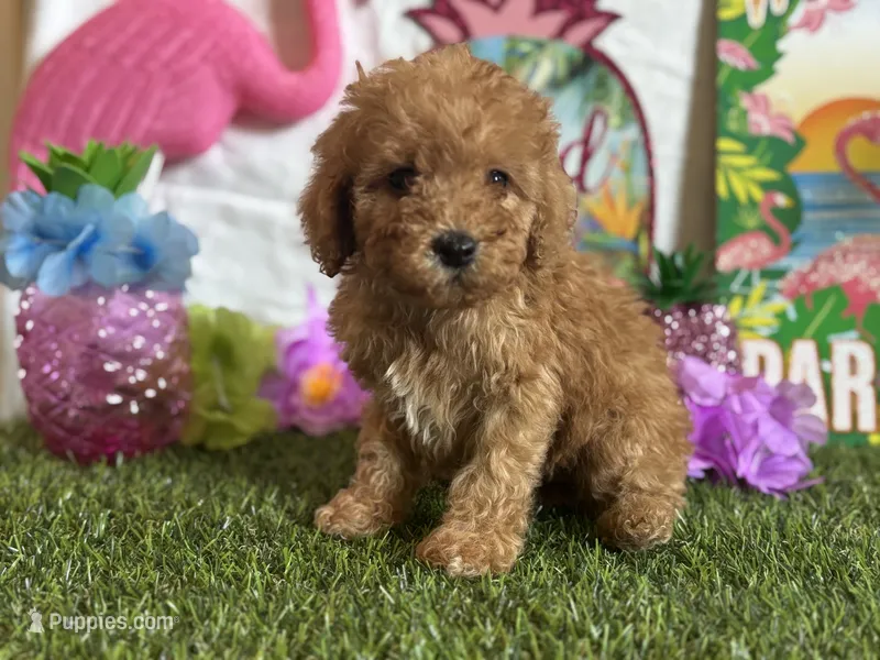 Cooper Registered F1b – Cavapoo, Poodle - Toy  puppy for sale in St. Louis, MO