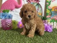 Cooper Registered F1b, a male Cavapoo and Poodle - Toy  for sale in St. Louis, MO – 5 of 9