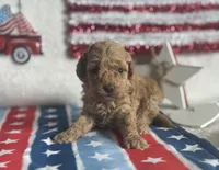 Lemonade ACHC Registered, a female Cavapoo for sale in St. Louis, MO – 2 of 10