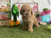 Lemonade Registered F1b, a female Cavapoo and Poodle - Toy  for sale in St. Louis, MO – 8 of 9
