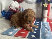 Cooper ACHC Registered, a male Cavapoo for sale in St. Louis, MO – 6 of 10