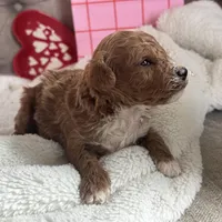 Romeo ACHC Registered, a male Cavapoo for sale in St. Louis, MO – Photo 2 of 10