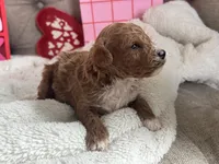 Romeo ACHC Registered, a male Cavapoo for sale in St. Louis, MO – Photo 2 of 10