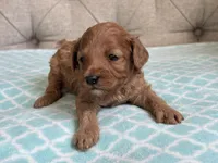 Bentley ACHC Registered, a male Cavapoo for sale in St. Louis, MO – 6 of 10