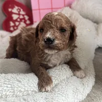 Romeo ACHC Registered, a male Cavapoo for sale in St. Louis, MO – Photo 7 of 10