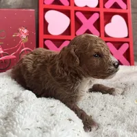 Romeo ACHC Registered, a male Cavapoo for sale in St. Louis, MO – Photo 8 of 10