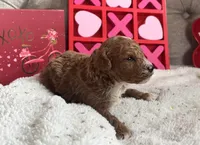 Romeo ACHC Registered, a male Cavapoo for sale in St. Louis, MO – Photo 8 of 10