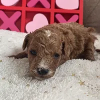 Romeo ACHC Registered, a male Cavapoo for sale in St. Louis, MO – Photo 9 of 10