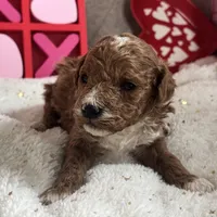 Romeo ACHC Registered, a male Cavapoo for sale in St. Louis, MO – Photo 3 of 10