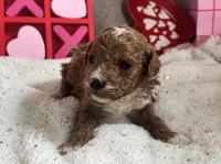 Romeo ACHC Registered, a male Cavapoo for sale in St. Louis, MO – Photo 3 of 10