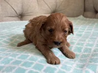 Bentley ACHC Registered, a male Cavapoo for sale in St. Louis, MO – 10 of 10