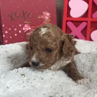 Romeo ACHC Registered, a male Cavapoo for sale in St. Louis, MO – Photo 10 of 10