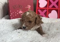 Romeo ACHC Registered, a male Cavapoo for sale in St. Louis, MO – Photo 10 of 10