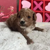 Romeo ACHC Registered, a male Cavapoo for sale in St. Louis, MO – Photo 6 of 10