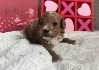 Romeo ACHC Registered, a male Cavapoo for sale in St. Louis, MO – Photo 6 of 10