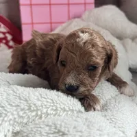 Romeo ACHC Registered, a male Cavapoo for sale in St. Louis, MO – Photo 4 of 10