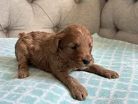 Bentley ACHC Registered, a male Cavapoo for sale in St. Louis, MO – 7 of 10