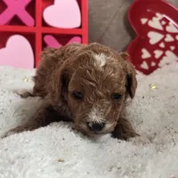 Romeo ACHC Registered, a male Cavapoo for sale in St. Louis, MO – Photo 5 of 10