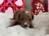 Romeo ACHC Registered, a male Cavapoo for sale in St. Louis, MO – Photo 5 of 10