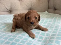 Bentley ACHC Registered, a male Cavapoo for sale in St. Louis, MO – 5 of 10