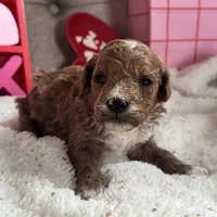 Romeo ACHC Registered, a male Cavapoo for sale in St. Louis, MO – Photo 1 of 10