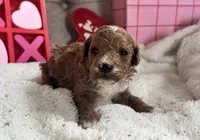 Romeo ACHC Registered, a male Cavapoo for sale in St. Louis, MO – Photo 1 of 10