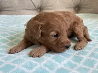 Bentley ACHC Registered, a male Cavapoo for sale in St. Louis, MO – 9 of 10