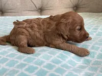 Bentley ACHC Registered, a male Cavapoo for sale in St. Louis, MO – 4 of 10