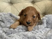 Bentley ACHC Registered, a male Cavapoo for sale in St. Louis, MO – 2 of 10