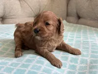 Bentley ACHC Registered, a male Cavapoo for sale in St. Louis, MO – 8 of 10