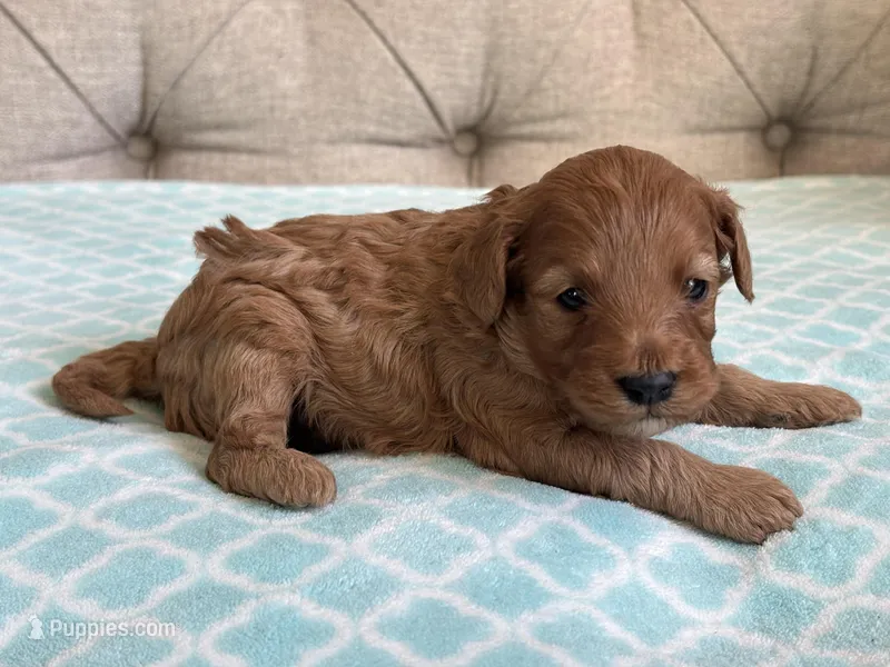 Bentley ACHC Registered – Cavapoo puppy for sale in St. Louis, MO