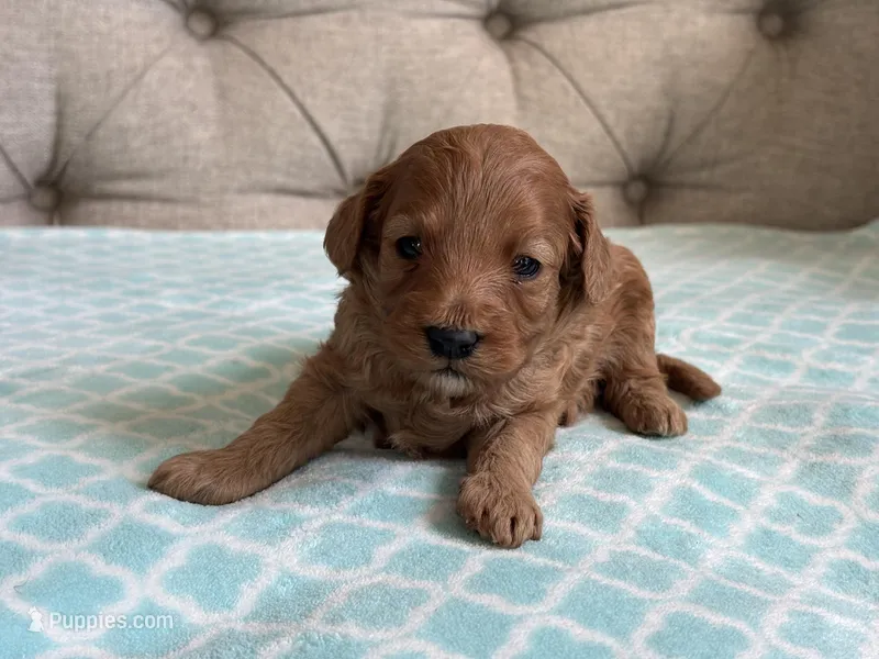 Bentley ACHC Registered – Cavapoo puppy for sale in St. Louis, MO