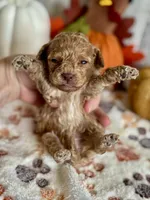 Jingle ACHC Registered, a male Cavapoo for sale in St. Louis, MO – Photo 1 of 10
