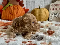 Jingle ACHC Registered, a male Cavapoo for sale in St. Louis, MO – Photo 5 of 10