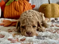 Jingle ACHC Registered, a male Cavapoo for sale in St. Louis, MO – Photo 2 of 10