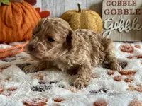 Jingle ACHC Registered, a male Cavapoo for sale in St. Louis, MO – Photo 4 of 10