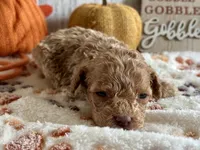 Jingle ACHC Registered, a male Cavapoo for sale in St. Louis, MO – Photo 7 of 10
