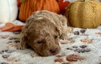 Jingle ACHC Registered, a male Cavapoo for sale in St. Louis, MO – Photo 8 of 10