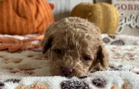 Jingle ACHC Registered, a male Cavapoo for sale in St. Louis, MO – Photo 6 of 10