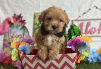 Milo Registered F1b, a male Cavapoo and Poodle - Toy  for sale in St. Louis, MO – 1 of 9